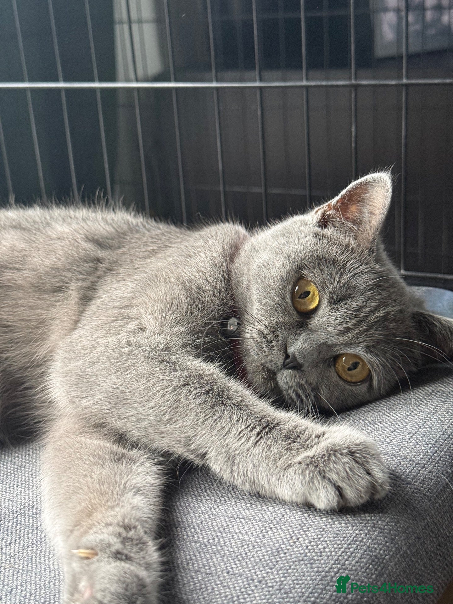 Mixed Breed cats READY Beautiful British Shorthair Cross Kittens 🐾 - Advert 6