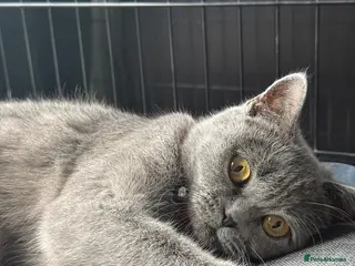 Mixed Breed cats READY Beautiful British Shorthair Cross Kittens 🐾 - Advert 6