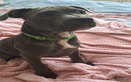 Staffordshire Bull Terrier dogs for sale: KC registration blue staffy , Champion blood line  - Image 8