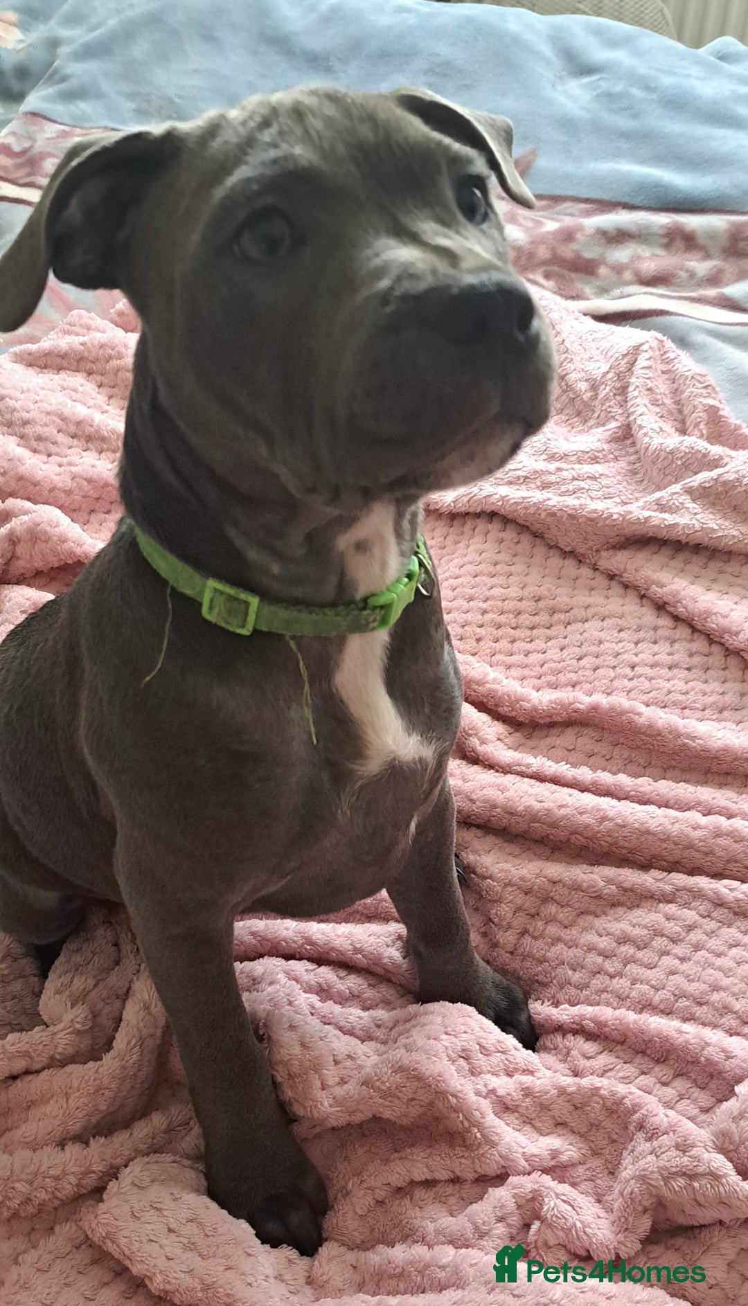 Staffordshire Bull Terrier dogs for sale: KC registration blue staffy , Champion blood line  - Image 8
