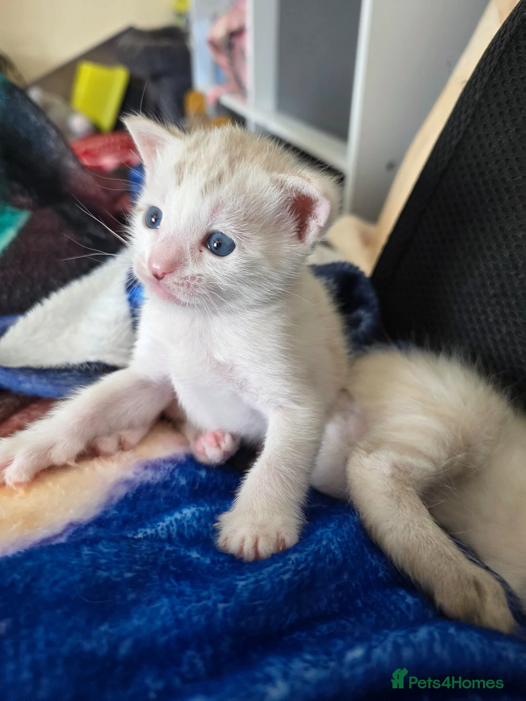 Bengal cats for sale: Beautiful bengal female - Advert 2