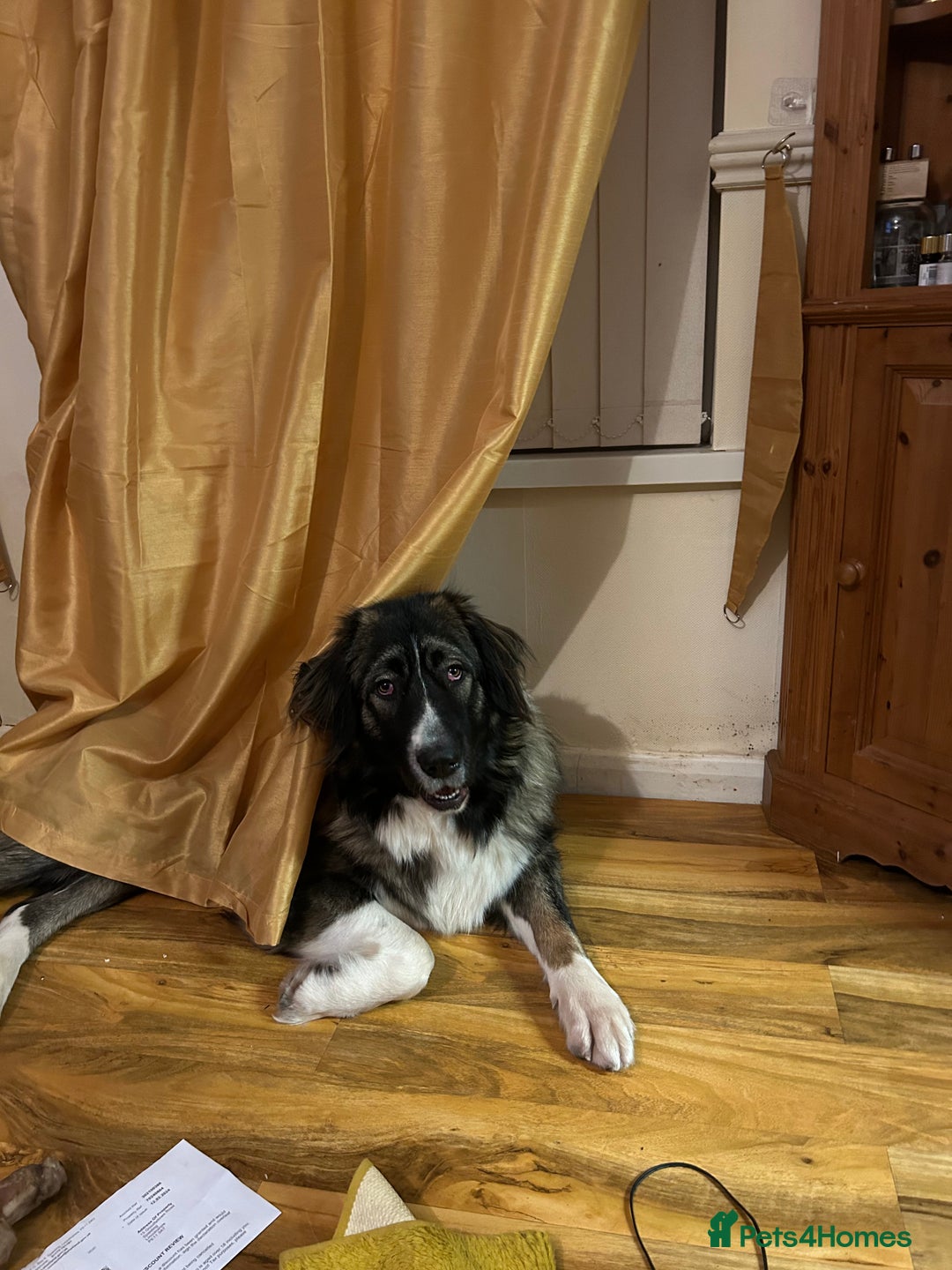 Caucasian Shepherd Dog dogs for sale: Caucasian shepherd  in Spalding - Image 2