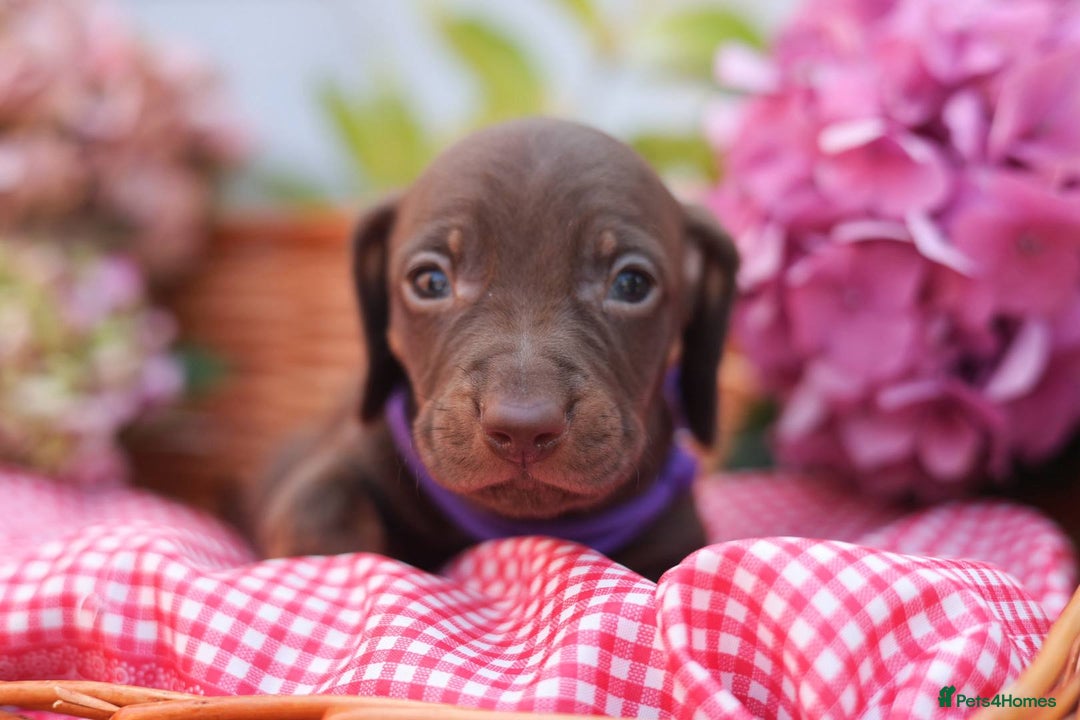 Dachshund dogs for sale: KC Miniature dachshunds puppies  - Image 20