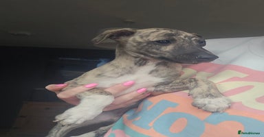 Whippet dogs - Advert 4