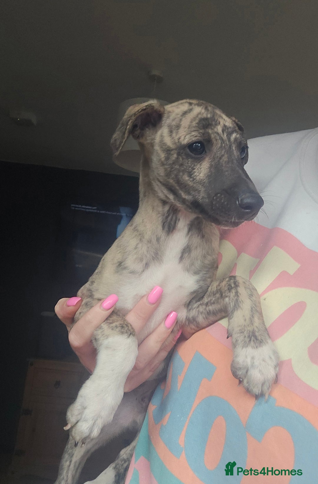 Whippet dogs for sale: ✅️ Ready to leave - KC whippets 🧡 - Image 2