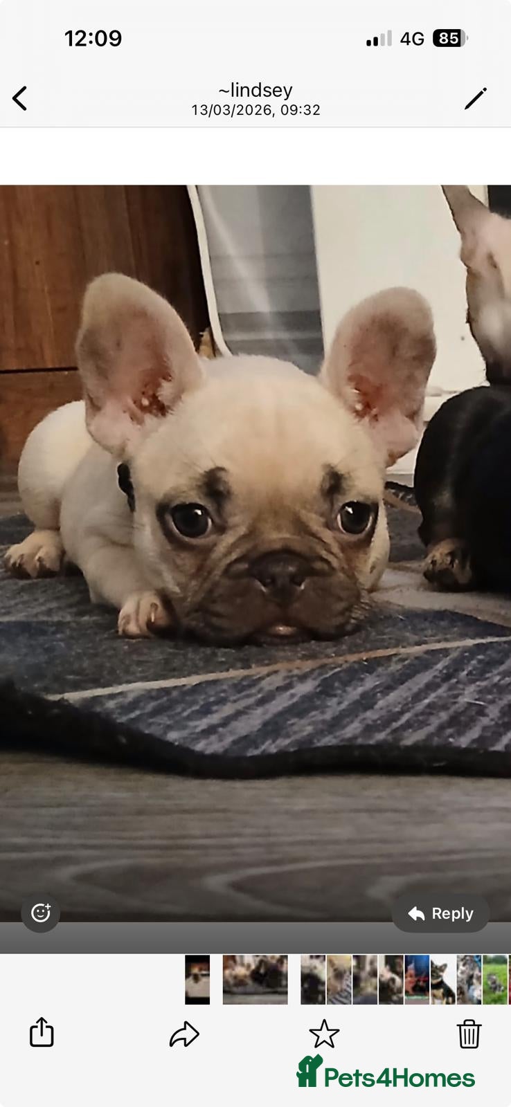 French Bulldog dogs Gorgeous frenchie pups - Advert 18