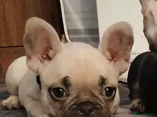 French Bulldog dogs Gorgeous frenchie pups - Advert 18