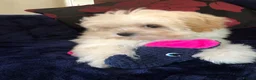Maltipoo dogs for sale: Maltipoo puppies for sale  - Advert 8