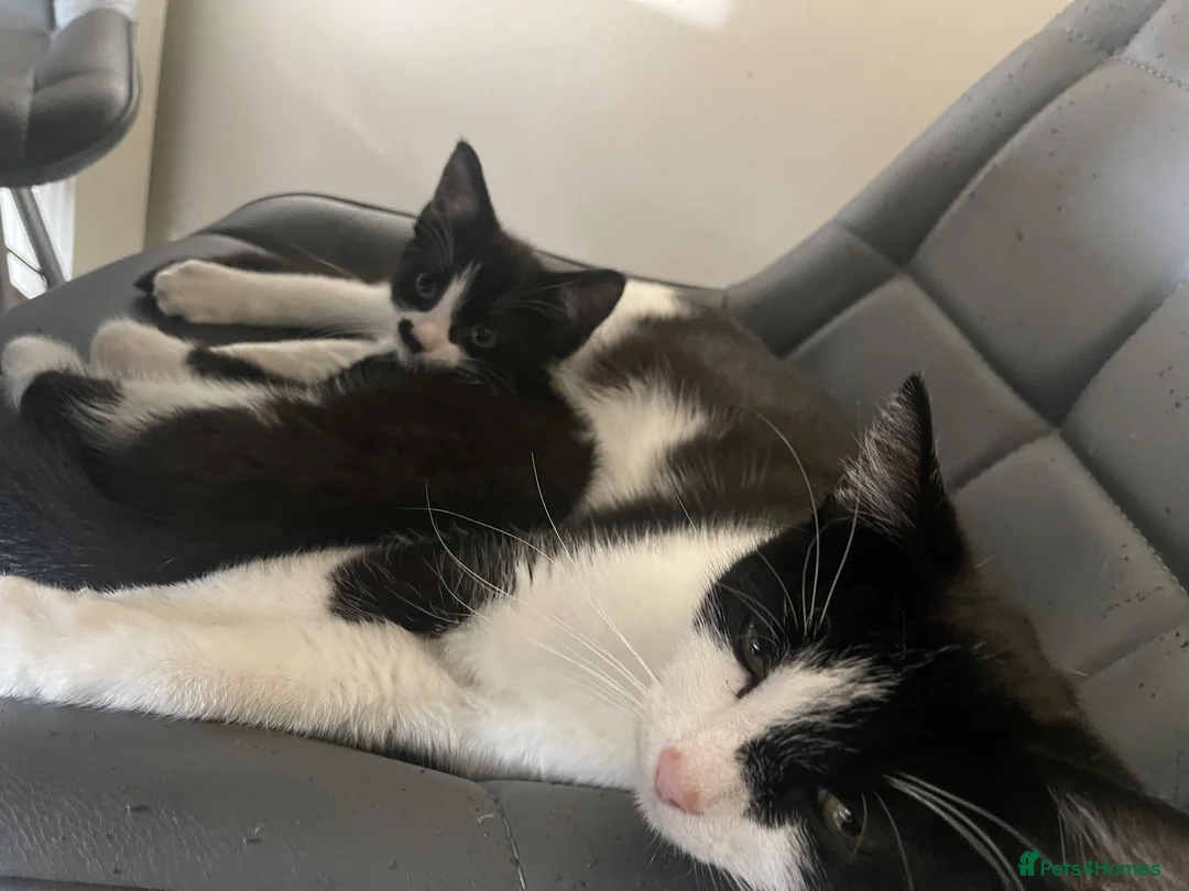 British Shorthair cats for sale: Female kitten - Advert 2