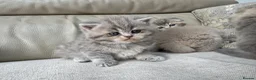 Scottish Fold cats for sale: Tica Scottish fold kittens - Advert 15