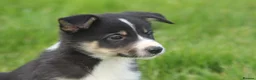 Border Collie dogs for sale: Gorgeous little of border collie puppies for sale  - Advert 3