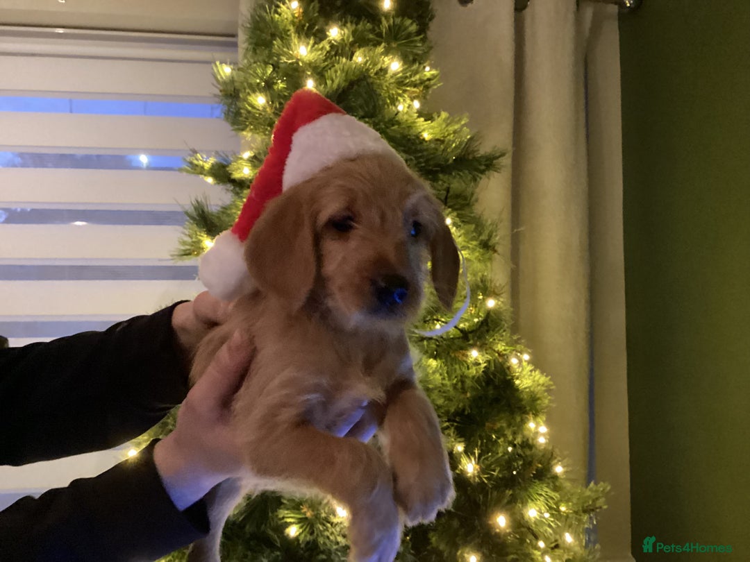 Mixed Breed dogs for sale: One gorgeous boy and girl left  - Advert 26