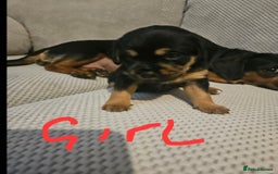 Mixed Breed dogs for sale: Beautiful dachshund/jug x terrier - Image 36
