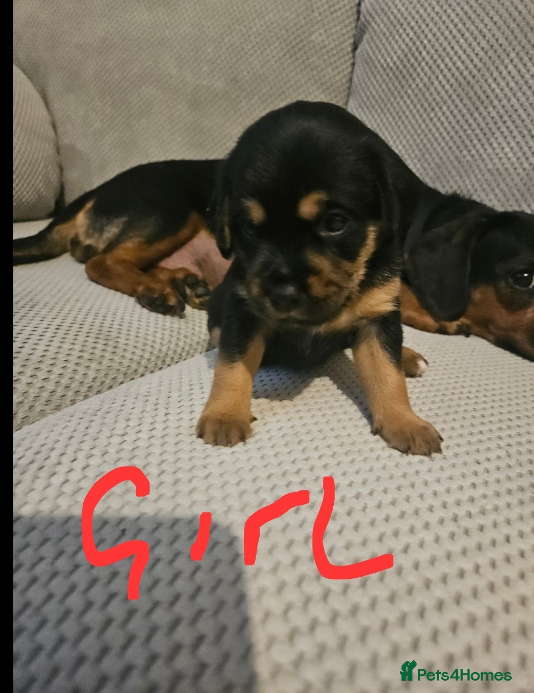 Mixed Breed dogs for sale: Beautiful dachshund/jug x terrier - Image 36