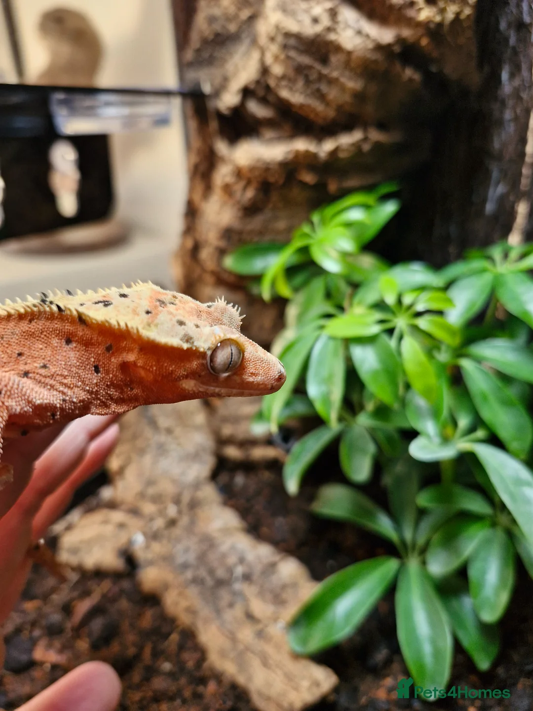 Gecko reptiles for sale: Dalmatian crested gecko  - Advert 5