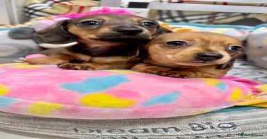 Miniature Dachshund dogs - Advert 14