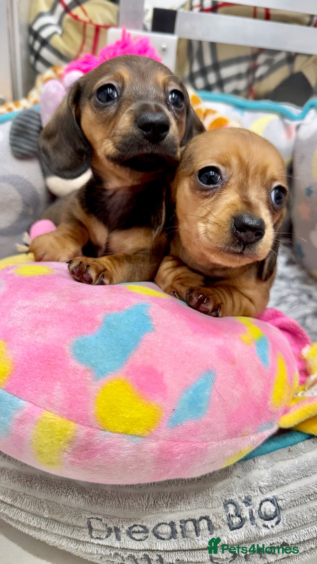 Miniature Dachshund dogs for sale: ✨ Tiny gorgeous puppy girl Mini dachshund  ✨ - Image 3