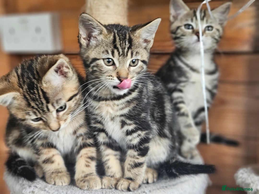 Bengal cats for sale: Adorable Half Bengal Kittens - Image 2
