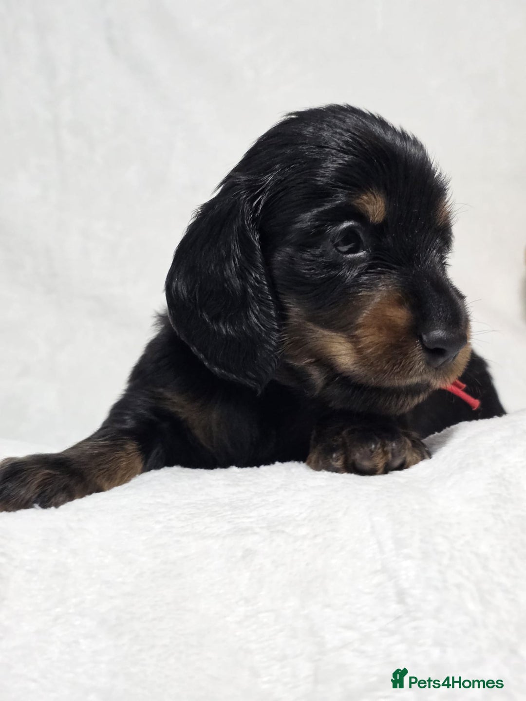 Miniature Dachshund dogs for sale: Stunning  KC Reg Puppies,  Health Tested Parents - Advert 16