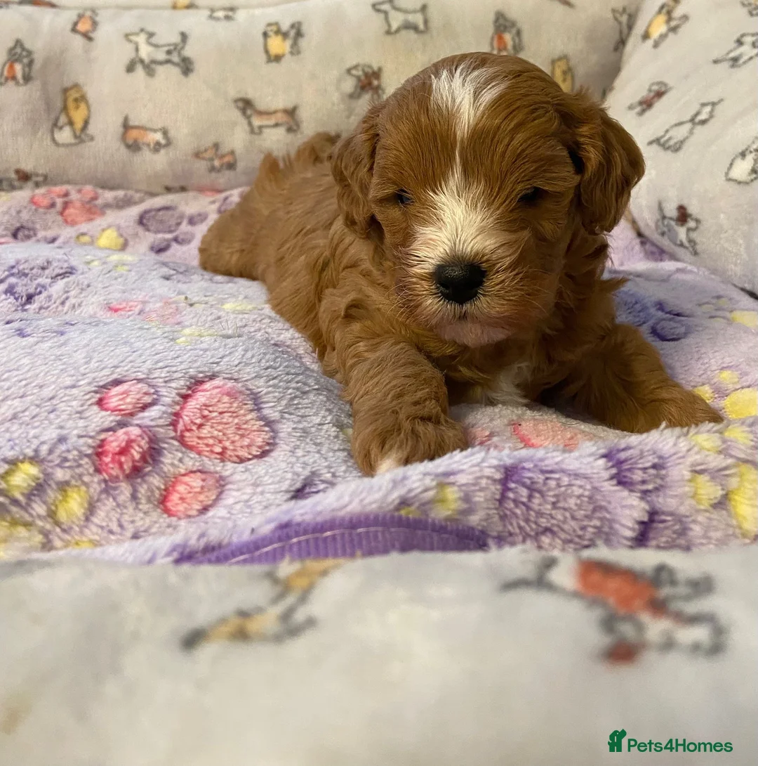 Cavapoo dogs for sale: Beautiful Cavapoo Puppies Ready to leave end ofFeb - Advert 8