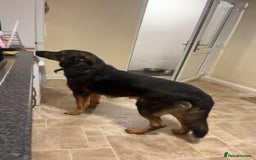 Mixed Breed dogs for sale: German Shephered cross  - Image 3