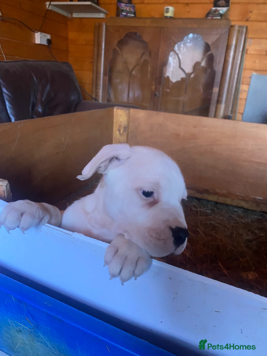 American Bulldog dogs for sale: American bulldog  - Advert 30