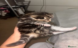 Maine Coon cats for sale: Mainecoon X Siberian  - Image 7
