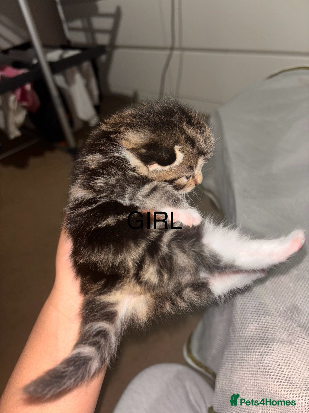 Maine Coon cats for sale: Mainecoon X Siberian  - Image 7
