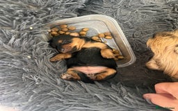 Yorkshire Terrier dogs for sale: Yorkshire terrier puppies  - Image 4