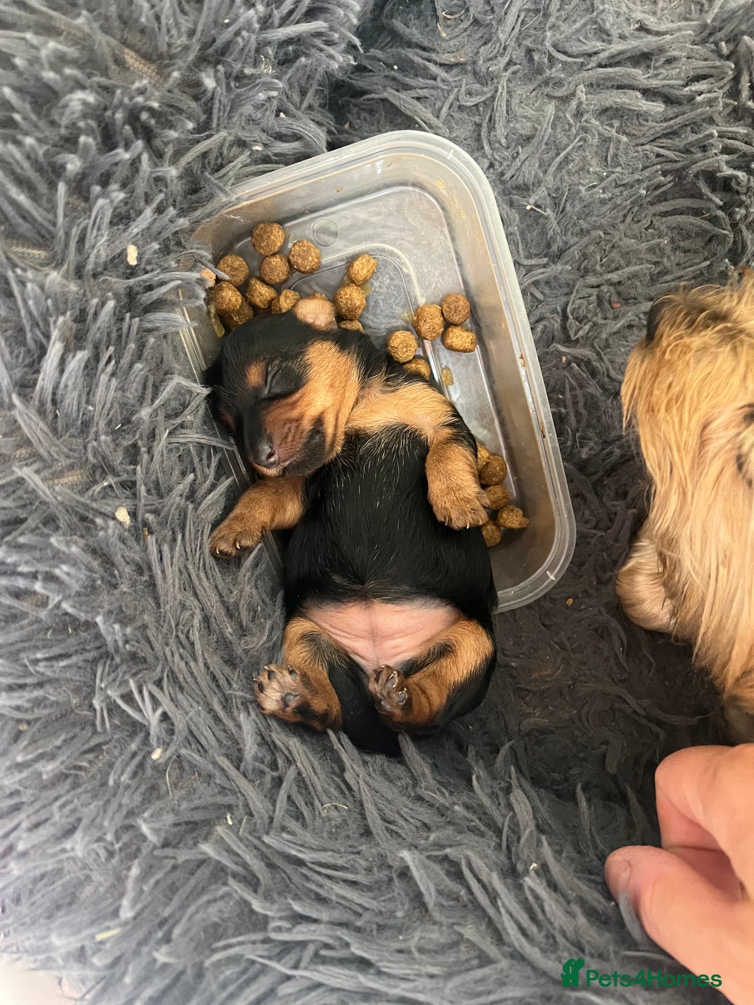 Yorkshire Terrier dogs for sale: Yorkshire terrier puppies  - Image 4