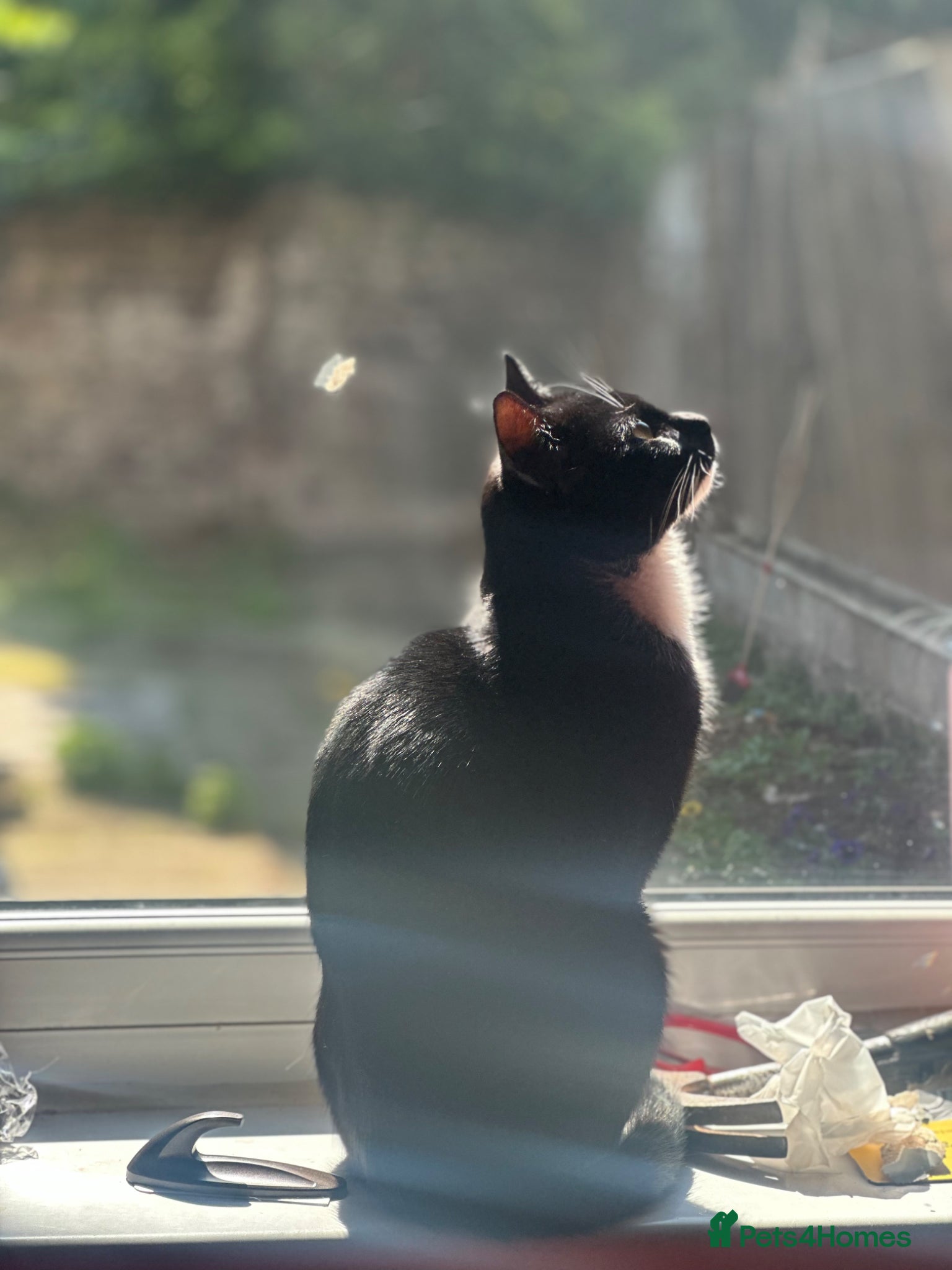 Mixed Breed cats Male cat for sale  - Advert 1