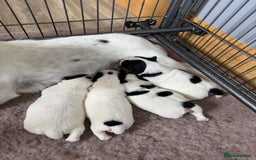 Jack Russell dogs for sale: Jack Russell Puppies - Image 3
