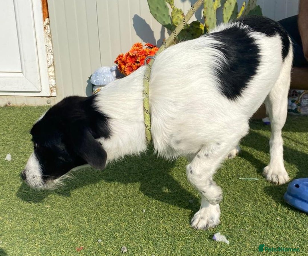 Mixed Breed dogs for adoption: Beautiful & Gentle LALY - for a Loving Home - Image 10