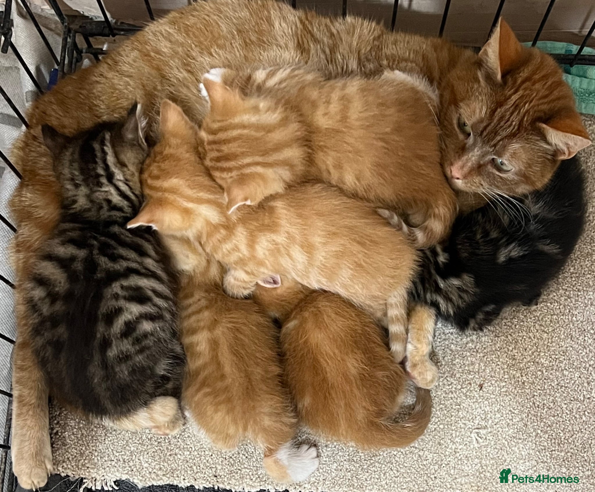 Mixed Breed cats 🫶🏻❤️6 Beautiful Kittens❤️🫶🏻 - Advert 1