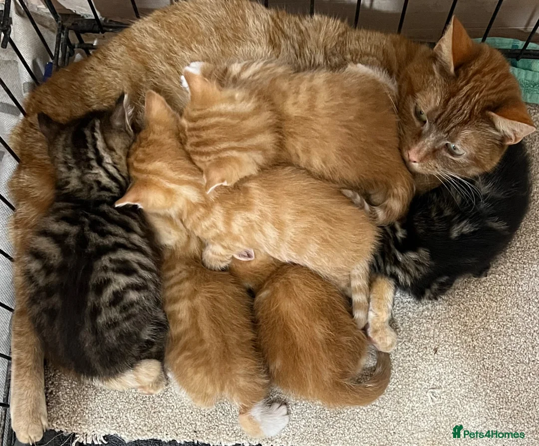 Mixed Breed cats for sale: 🫶🏻❤️6 Beautiful Kittens❤️🫶🏻 - Advert 1