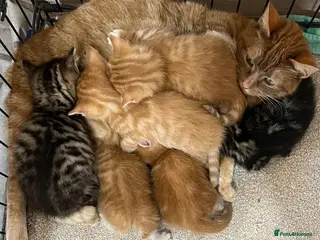 Mixed Breed cats 🫶🏻❤️6 Beautiful Kittens❤️🫶🏻 - Advert 1