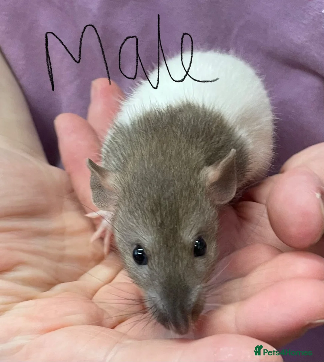 Rat rodents for sale: Baby rats - Advert 1