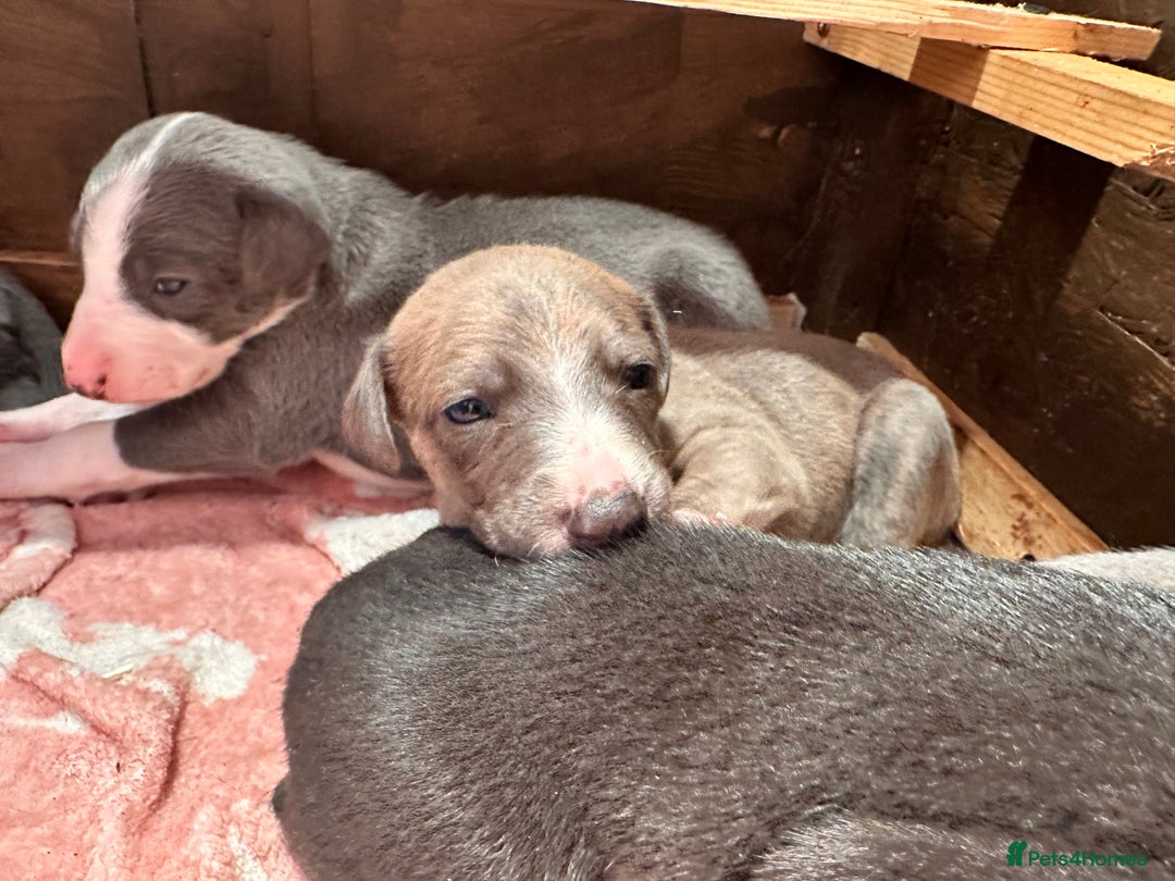 Mixed Breed dogs for sale: ❤️Beautiful whippet x greyhound puppies ❤️ - Image 1