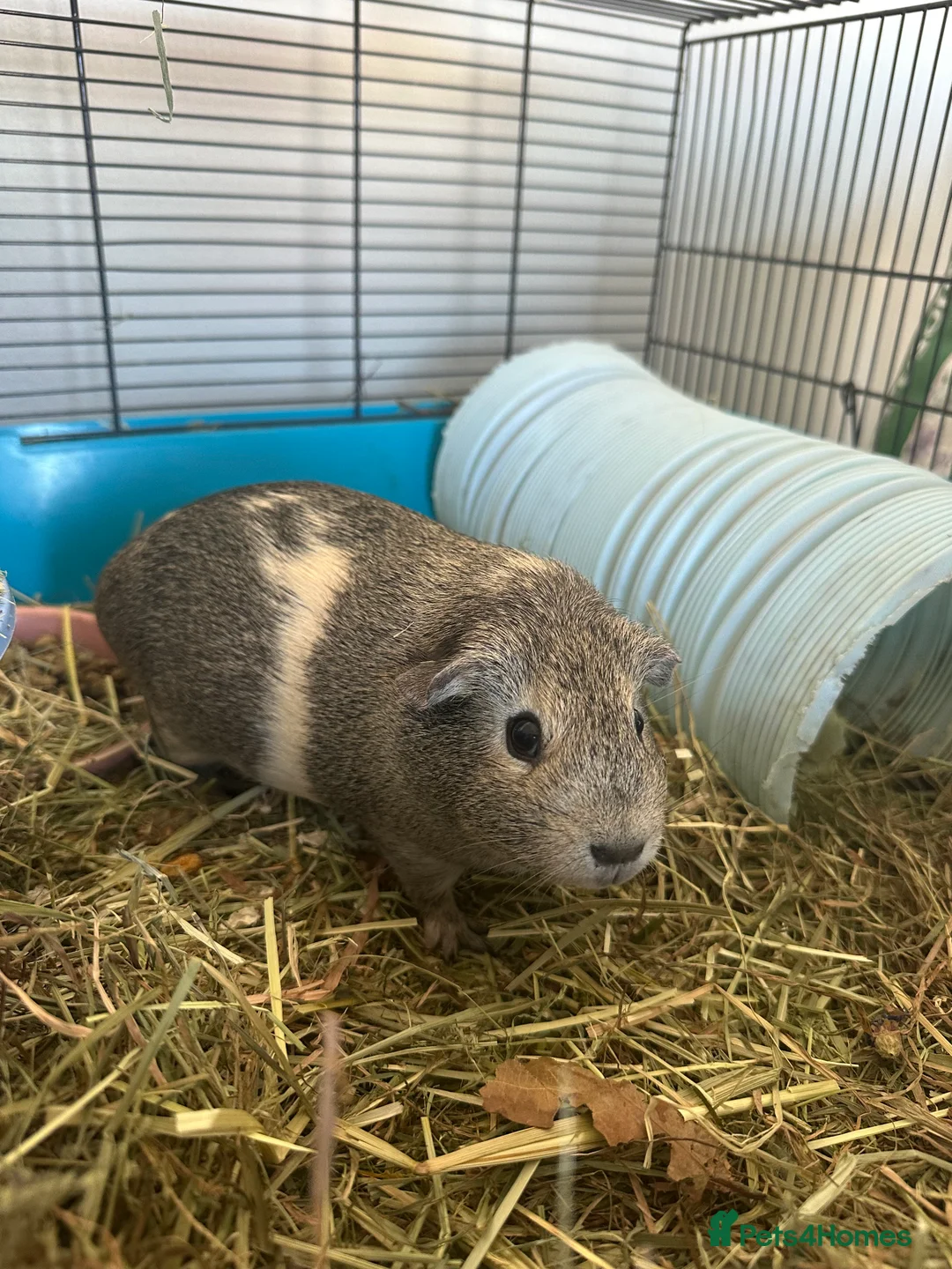 Guinea Pig rodents for sale: 2 Guinea pigs for sale. in Harwich - Advert 2
