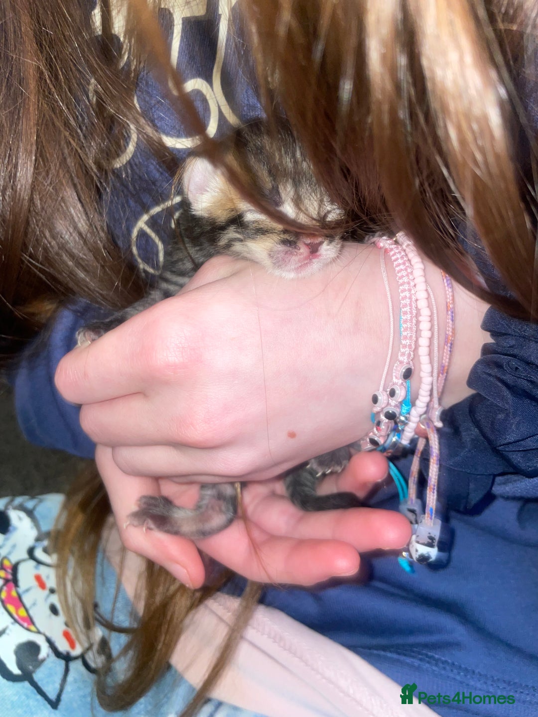 Mixed Breed cats for sale: 4 Beautiful Bears  - Advert 9