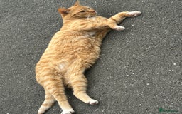 Domestic Shorthair cats for sale: Ginger female  - Image 3