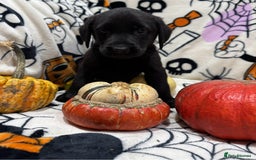 Labrador Retriever dogs for sale: Labrador pups - Image 19