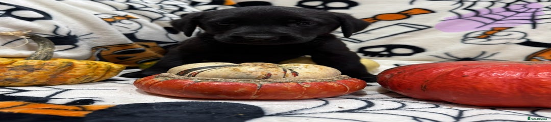 Labrador Retriever Puppy 3