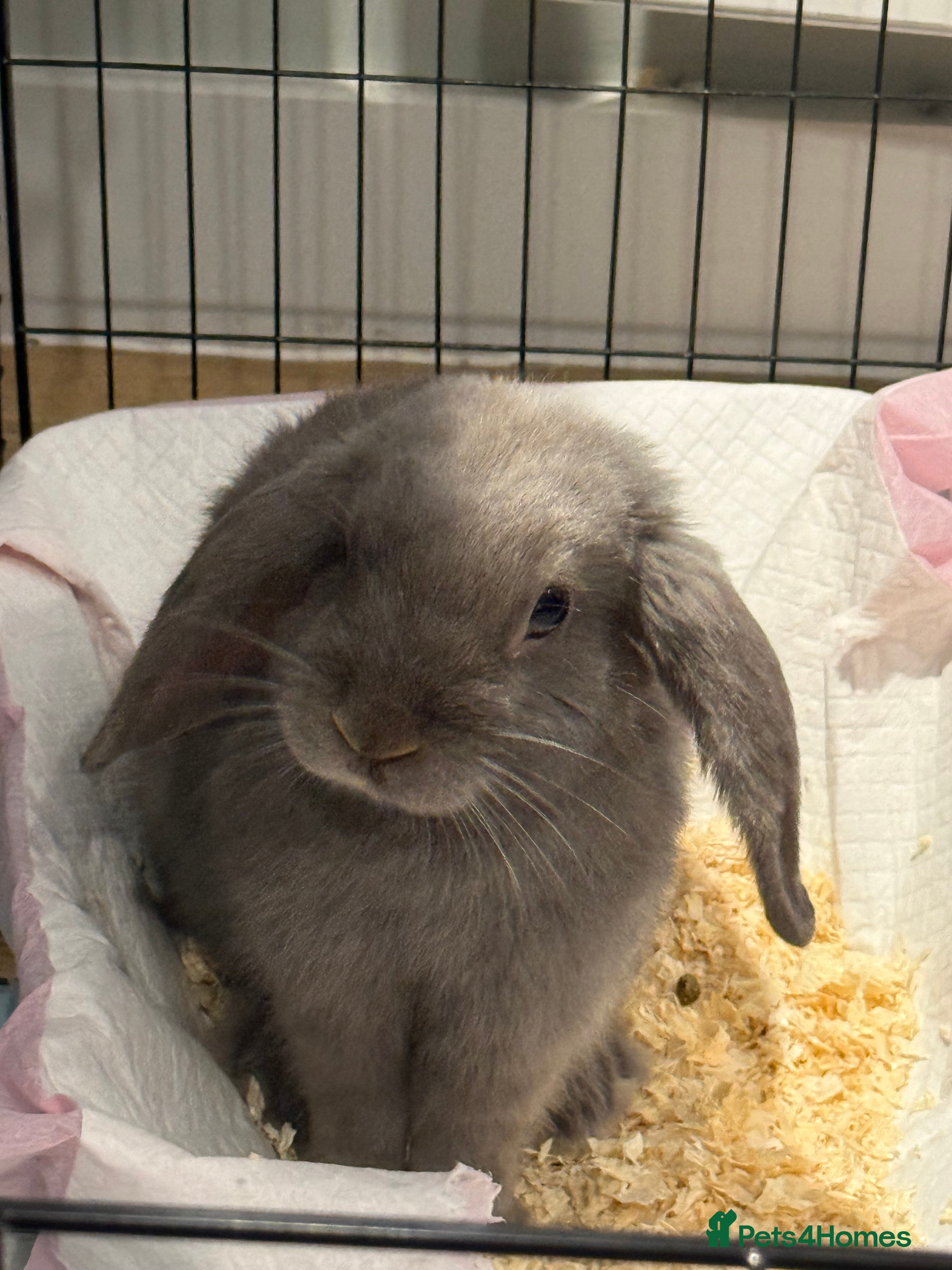 Mini Lion Lop rabbits Cute mini Lion Lop in Leeds - Advert 2
