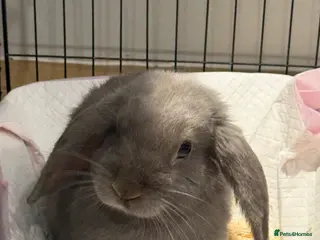 Mini Lion Lop rabbits Cute mini Lion Lop in Leeds - Advert 2