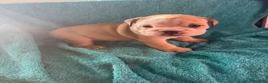 English Bulldog 3