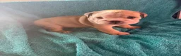 English Bulldog dogs for sale: English bulldog puppies  - Advert 9