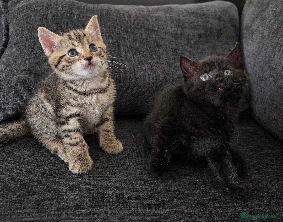 Mixed Breed cats for sale: Mix Bread Kittens - Image 2