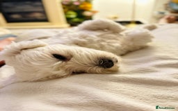 Maltese dogs for stud: Bentley our heart is available for stud  - Image 2