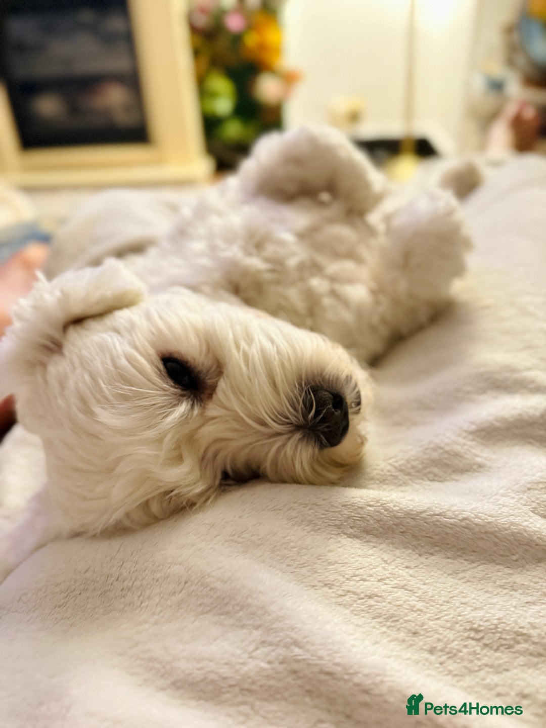 Maltese dogs for stud: Bentley our heart is available for stud  - Image 2